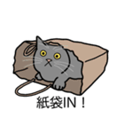猫あるある（灰色猫／短毛）（個別スタンプ：20）