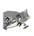 猫あるある（灰色猫／短毛）（個別スタンプ：24）
