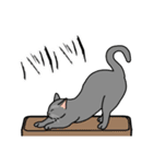 猫あるある（灰色猫／短毛）（個別スタンプ：28）