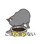 猫あるある（灰色猫／短毛）（個別スタンプ：32）