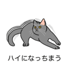 猫あるある（灰色猫／短毛）（個別スタンプ：38）