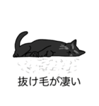 猫あるある（黒猫／短毛）（個別スタンプ：13）