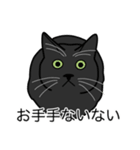 猫あるある（黒猫／短毛）（個別スタンプ：19）