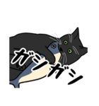 猫あるある（黒猫／短毛）（個別スタンプ：24）