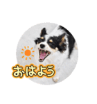 おーぴースタンプ（個別スタンプ：3）