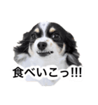 おーぴースタンプ（個別スタンプ：9）