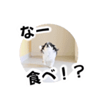 おーぴースタンプ（個別スタンプ：10）