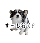 おーぴースタンプ（個別スタンプ：11）