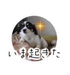 おーぴースタンプ（個別スタンプ：13）