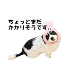 おーぴースタンプ（個別スタンプ：15）