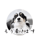 おーぴースタンプ（個別スタンプ：16）