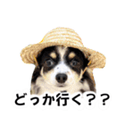 おーぴースタンプ（個別スタンプ：18）