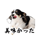 おーぴースタンプ（個別スタンプ：19）