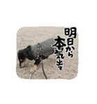 テトの日常すたんぷ（個別スタンプ：10）