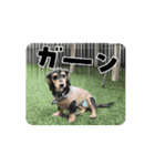 テトの日常すたんぷ（個別スタンプ：11）