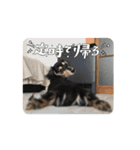 テトの日常すたんぷ（個別スタンプ：12）