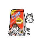 猫あるある（ハチワレ灰色猫／短毛）（個別スタンプ：1）