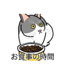 猫あるある（ハチワレ灰色猫／短毛）（個別スタンプ：3）