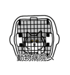 猫あるある（ハチワレ灰色猫／短毛）（個別スタンプ：8）