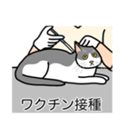 猫あるある（ハチワレ灰色猫／短毛）（個別スタンプ：9）