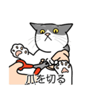 猫あるある（ハチワレ灰色猫／短毛）（個別スタンプ：11）