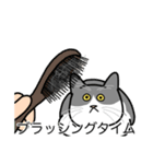 猫あるある（ハチワレ灰色猫／短毛）（個別スタンプ：12）