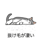猫あるある（ハチワレ灰色猫／短毛）（個別スタンプ：13）