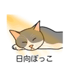 猫あるある（ハチワレ灰色猫／短毛）（個別スタンプ：16）