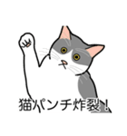 猫あるある（ハチワレ灰色猫／短毛）（個別スタンプ：17）