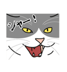 猫あるある（ハチワレ灰色猫／短毛）（個別スタンプ：18）