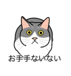 猫あるある（ハチワレ灰色猫／短毛）（個別スタンプ：19）