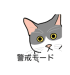 猫あるある（ハチワレ灰色猫／短毛）（個別スタンプ：23）