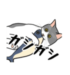 猫あるある（ハチワレ灰色猫／短毛）（個別スタンプ：24）