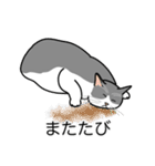 猫あるある（ハチワレ灰色猫／短毛）（個別スタンプ：25）