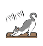 猫あるある（ハチワレ灰色猫／短毛）（個別スタンプ：28）