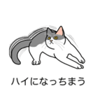 猫あるある（ハチワレ灰色猫／短毛）（個別スタンプ：38）