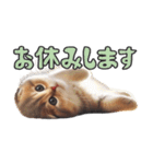 AIタフィ（個別スタンプ：5）