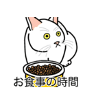 猫あるある（白猫／短毛／ゴールド）（個別スタンプ：3）