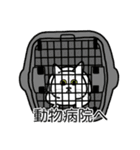 猫あるある（白猫／短毛／ゴールド）（個別スタンプ：8）