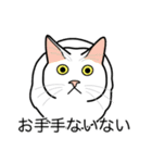 猫あるある（白猫／短毛／ゴールド）（個別スタンプ：19）