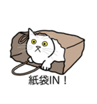 猫あるある（白猫／短毛／ゴールド）（個別スタンプ：20）