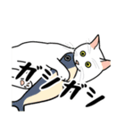 猫あるある（白猫／短毛／ゴールド）（個別スタンプ：24）
