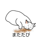 猫あるある（白猫／短毛／ゴールド）（個別スタンプ：25）