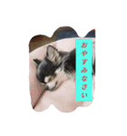まだまだ不馴れです（個別スタンプ：1）
