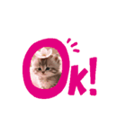 毎回使えるスタンプ可愛い子猫（個別スタンプ：11）