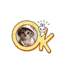 毎回使えるスタンプ可愛い子猫（個別スタンプ：13）