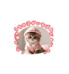 毎回使えるスタンプ可愛い子猫（個別スタンプ：14）