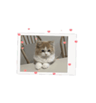 トムくんのらいんスタンプ（個別スタンプ：2）