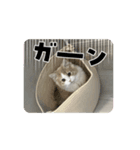 トムくんのらいんスタンプ（個別スタンプ：4）