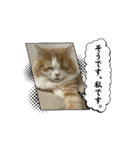 トムくんのらいんスタンプ（個別スタンプ：5）